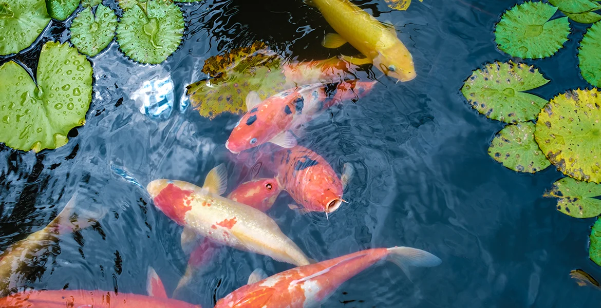 My Fish Are Dying – What Do I Do? - Pond Management Experts